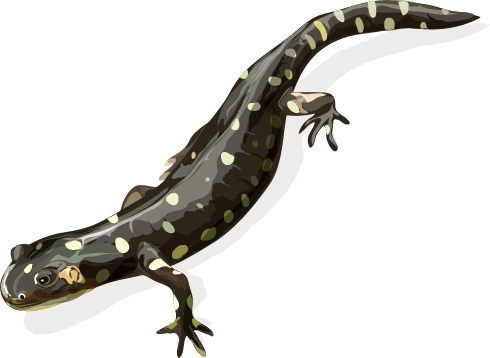 California Tiger Salamander