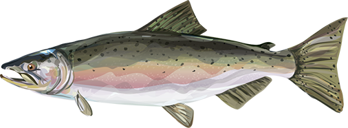 Chinook Salmon