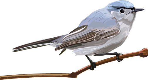 Coastal California Gnatcatcher