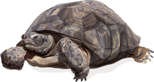 Desert Tortoise