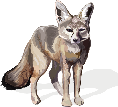 San Joaquin Kit Fox