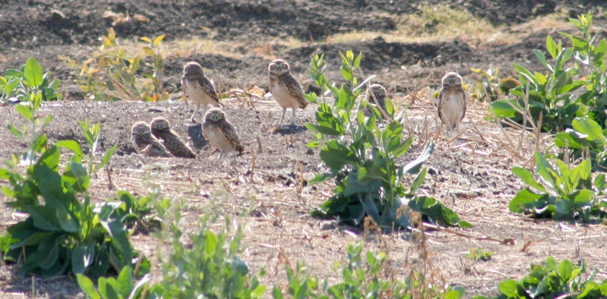 Added Benefits of Mitigation Banks