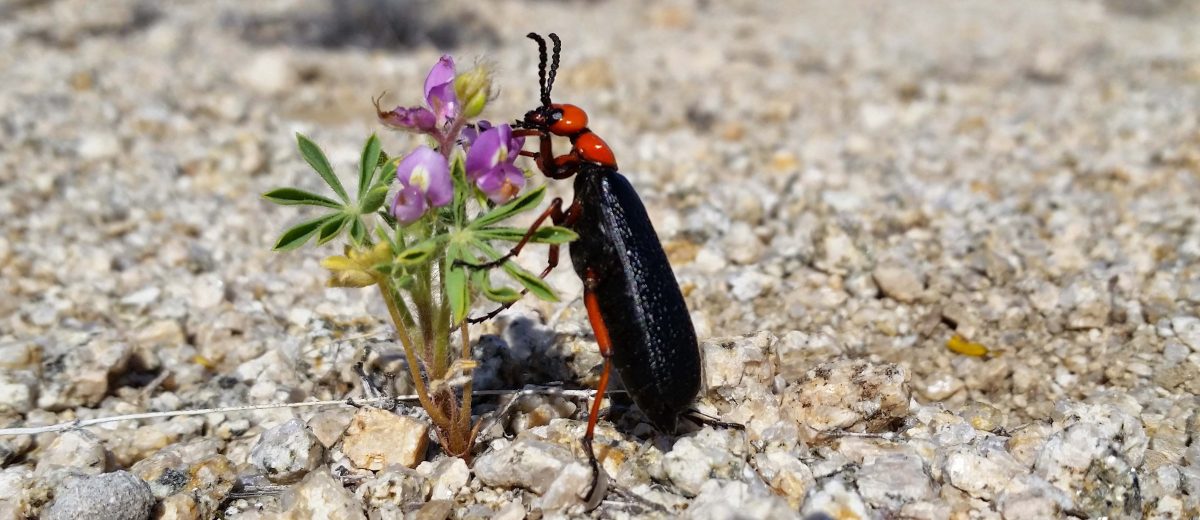 Wildlands’ Creepy Crawlies