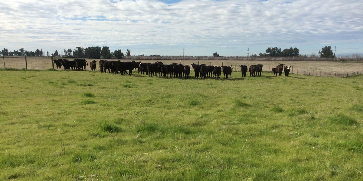 Dove Ridge Conservation Bank Now Under Wildlands Management