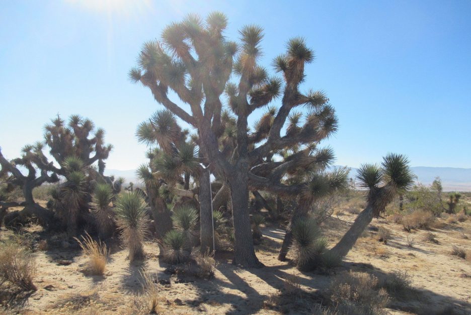 November Newsletter 2018